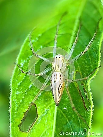 Wild spider Stock Photo