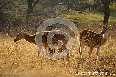 Wild spotted deer at Ranthambore National Park Stock Photo