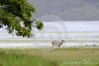 Wild Spotted deer Stock Photo
