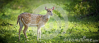 Wild Spotted deer Stock Photo