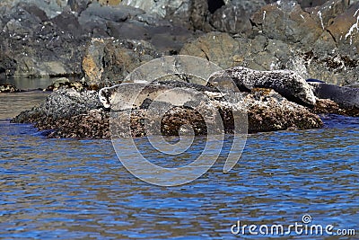 Wild spotted seals Phoca largha on the coastal rocks closeup. Largha seal sleeping on the sea rock near the blue water. Wild mamm Stock Photo