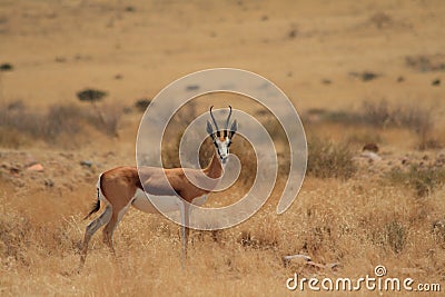 Wild springbok namibia