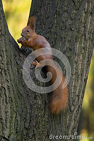 Wild squirrel. Stock Photo