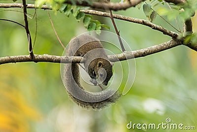 Wild Squirrel Stock Photo