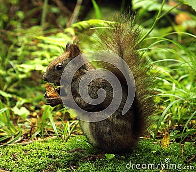 Wild squirrel Stock Photo