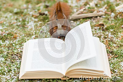 Wild squirrel reading a book outdoors Stock Photo