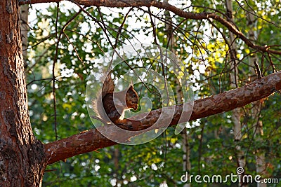 A wild squirrel sits on a pine branch and eats nuts. Natural background. Copy space. Squirrel in nature Stock Photo