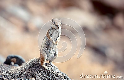 Wild squirrel close-up on the island of Fuerteventura Stock Photo