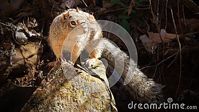 Wild Squirrel - Zion National Park, USA Stock Photo