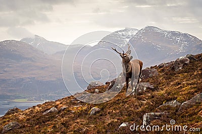 Wild stag, Scottish highlands Stock Photo