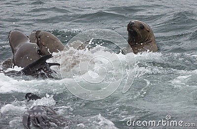 Wild steller sea lions Eumetopias jubatus on Tuleniy island ne Stock Photo