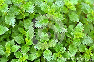 In nature grows stinging nettles Urtica urens Stock Photo