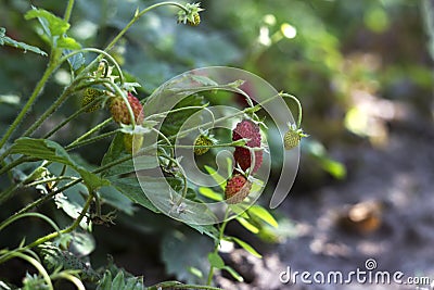 Wild strawberres and blooms with red berries growing in the garden, useful fruit Stock Photo