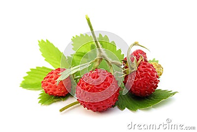 Wild strawberries Stock Photo