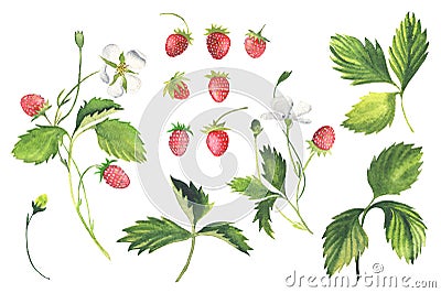 Wild Strawberries, Sprig, Leaves, Berries. Elements isolated on white. Watercolor Stock Photo