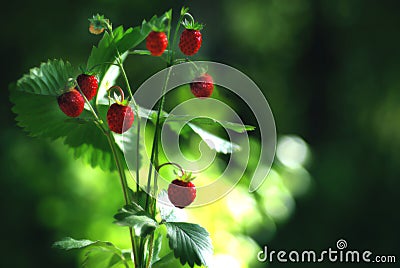 Wild strawberry Stock Photo