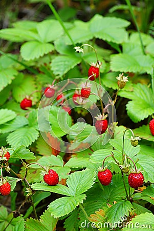 Wild strawberry Stock Photo