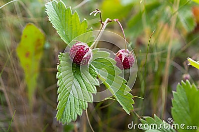 Wild strawberry berry growing in natural environment. Close-up Stock Photo