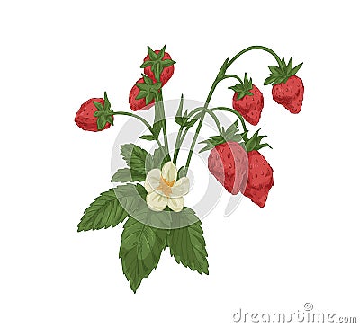 Wild strawberry branch. Forest fruit plant with fresh ripe berries, blooming flower and leaf. Botanical drawing of Vector Illustration