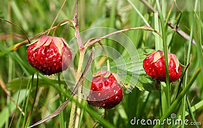 Wild strawberry close-up Stock Photo