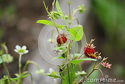 Wild strawberry in the forest Stock Photo