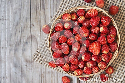 Wild strawberry Fragaria vesca Stock Photo