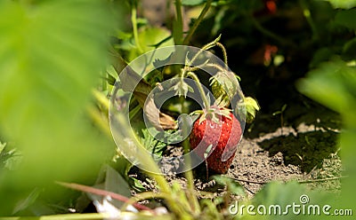 Wild strawberry in the garden. juicy red strawberries. natural fresh berry Stock Photo