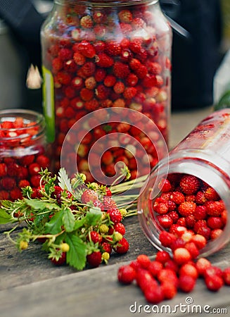 Wild strawberry harvest Stock Photo