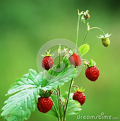 Wild strawberry in nature Stock Photo