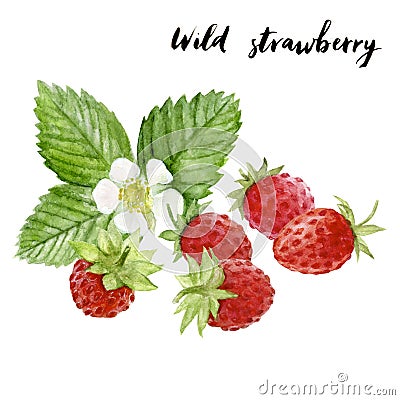 Wild strawberry watercolor hand draw illustration isolated on white Cartoon Illustration