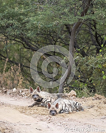 Wild Striped hyena or hyaena hyaena family or pair calm with face and alert with ears in action blocking road or forest track Stock Photo