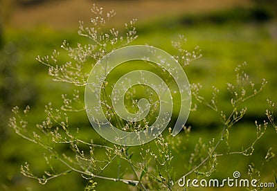 Wild summer plant Stock Photo