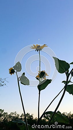 Wild Sunflowers against afternoon sky with crescent moon Stock Photo