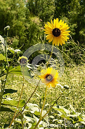 Wild sunflowers in a field central Colorado, USA Stock Photo