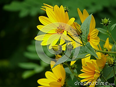 Wild sunflowers on fall sunny day. Stock Photo