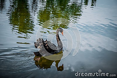 Disappearing black Swan. Beauty and sadness Stock Photo