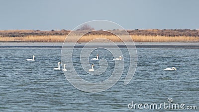 Wild swans on lake Stock Photo