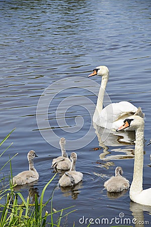Wild swans swim in a pond with ducklings Stock Photo
