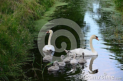 2 wild swans with 6 young swans swimming with duckweed in the ditch and looking around Stock Photo