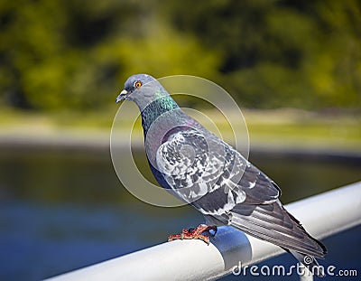 Wild synanthropic rock dove or pigeon. sits on metal fence Stock Photo