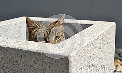 Wild tabby cat hiding in flower pot Stock Photo