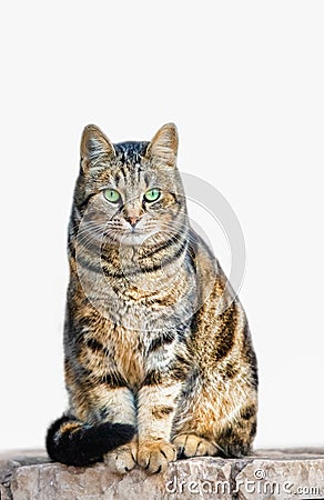 A wild tabby cat posing sitting, isolated over white Stock Photo