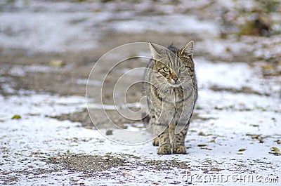 Wild tabby cat on the snow Stock Photo