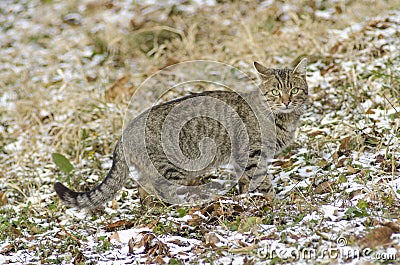 Wild tabby cat on the snow Stock Photo