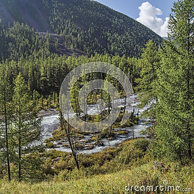 Wild taiga river. Forested shores, summer greens. Stock Photo