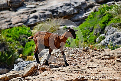 Wild tamed goat is looking and walking on the hill Stock Photo