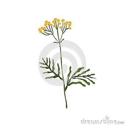 Wild tansy flower. Golden buttons plant. Botanical drawing of cow bitter wildflower. Blooming floral herb with stem Vector Illustration