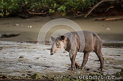 Wild Tapir Stock Photo