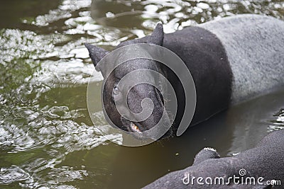 Wild tapir swimming in the river Stock Photo