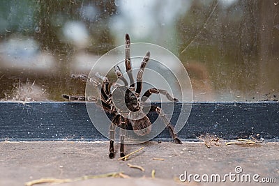 Wild tarantula climbing on window Stock Photo